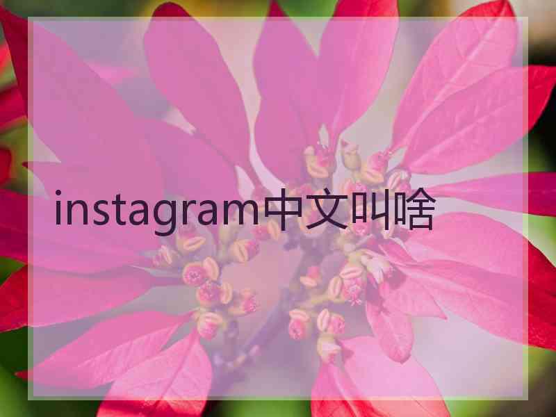 instagram中文叫啥