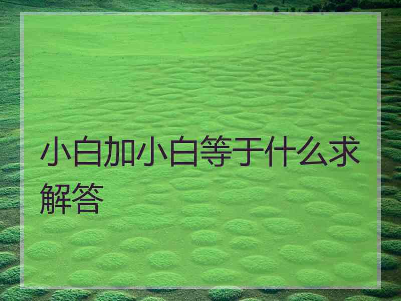 小白加小白等于什么求解答