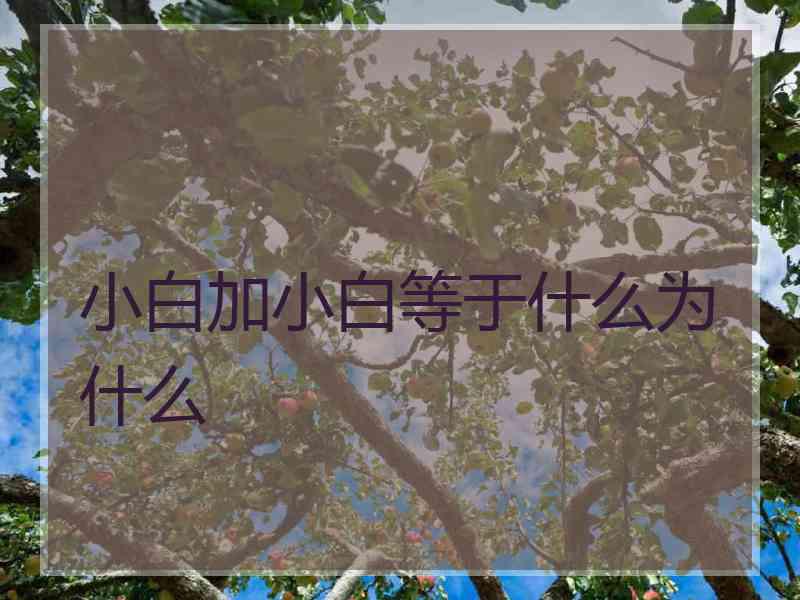 小白加小白等于什么为什么