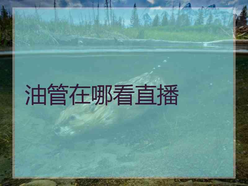 油管在哪看直播