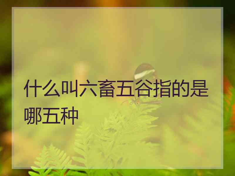 什么叫六畜五谷指的是哪五种