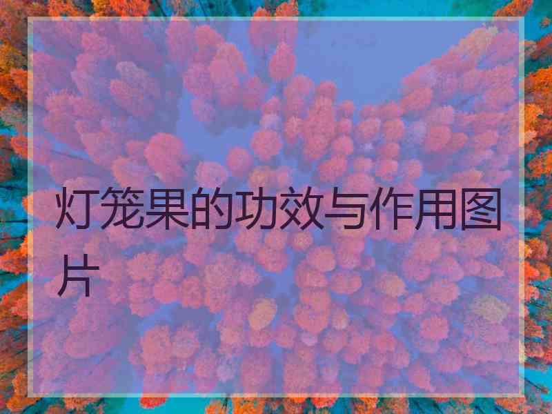 灯笼果的功效与作用图片
